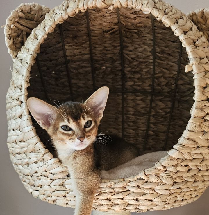 Purr Vibes Cattery